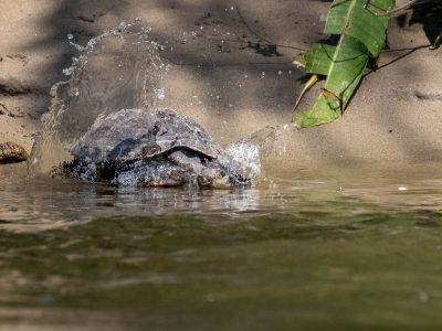 lodge ecuador turtle amazon rainforest tour amazonia